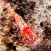 shrimp_hingebeak_nus_v_0705_png1777.jpg